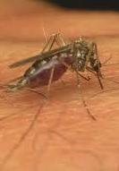 «Virus West Nile Sì alle ordinanze per usare i larvicidi» 