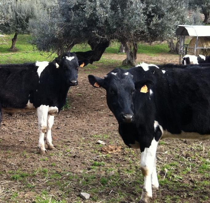 Carni maremmane a Km 0, ecco chi sono i 28 allevatori 