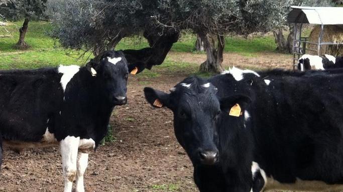 Carni maremmane a Km 0, ecco chi sono i 28 allevatori