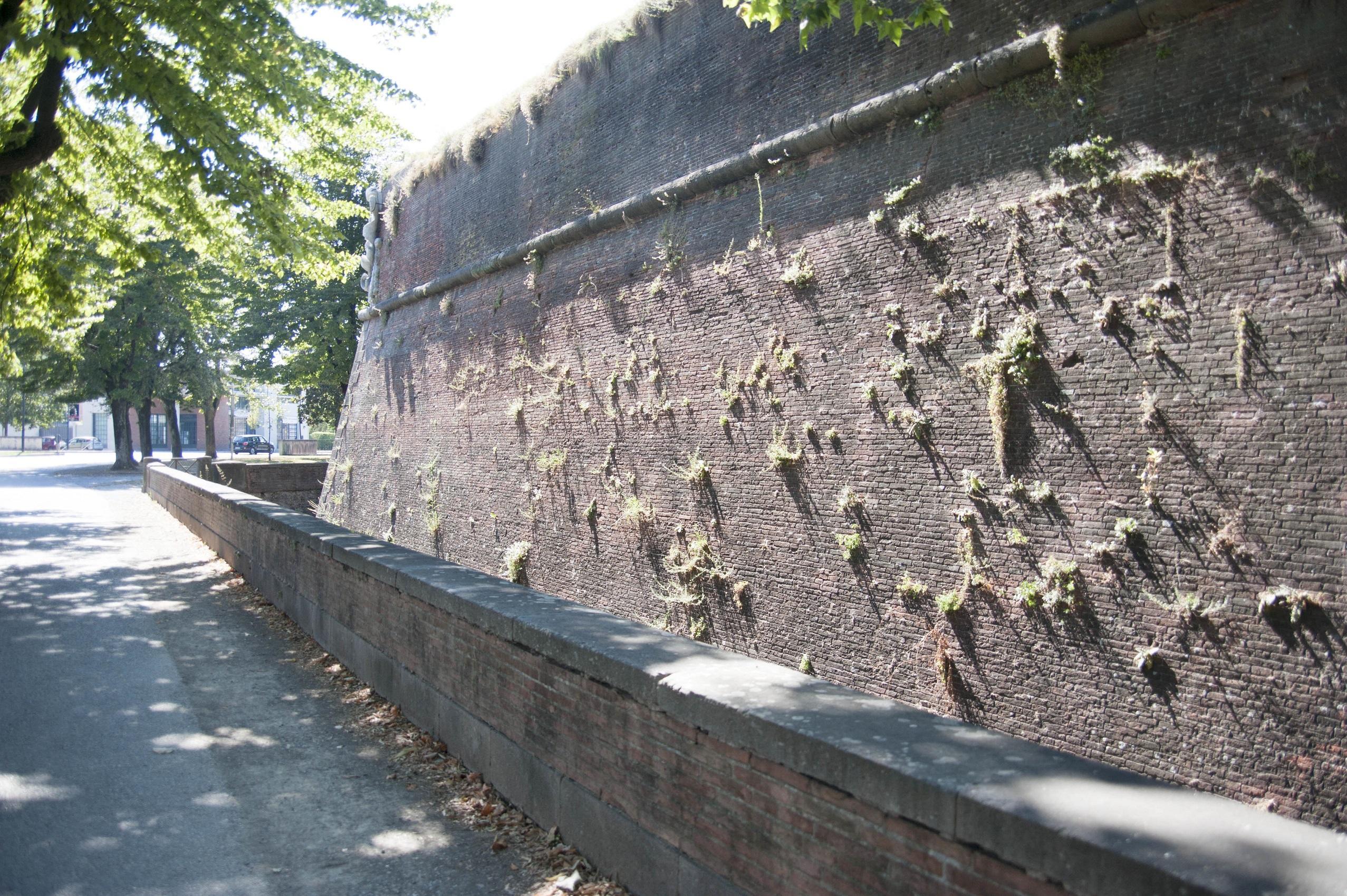 I ciuffi d'erba rispuntano dalle Mura