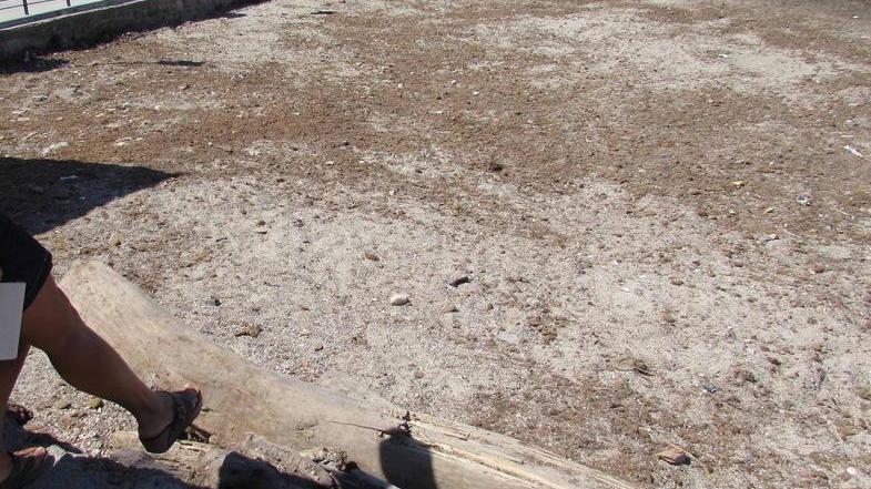 Via le alghe, sulla spiaggia la prima bagnante