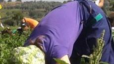 Voucher e irregolarità Le ispezioni si uniformano