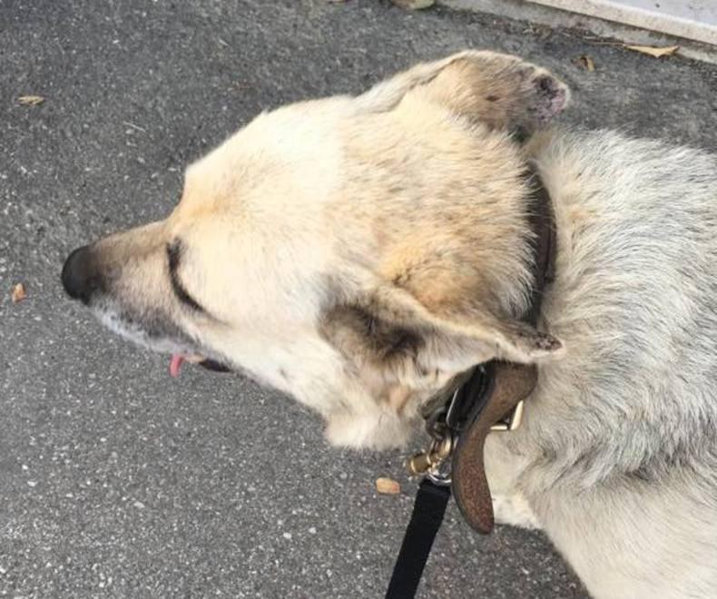 Vezzano, il cane scappa da casa per riaverlo deve pagare 120 euro