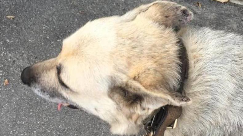 Vezzano, il cane scappa da casa per riaverlo deve pagare 120 euro