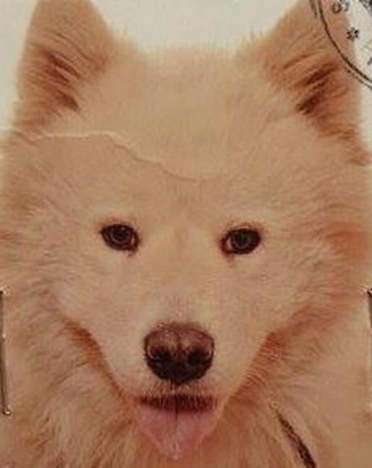 Sos per il cane scomparso di un senzatetto «È stato rubato»