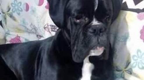 Cane sparito, denuncia per furto