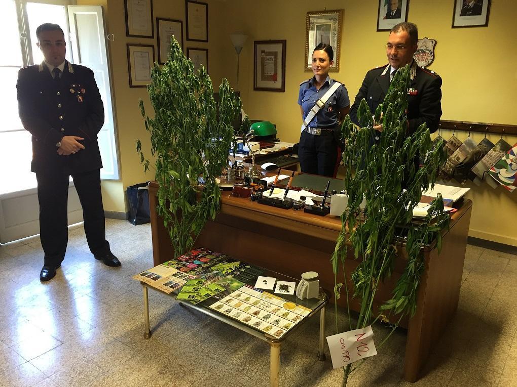 Le piante di marijuana sequestrate dai carabinieri 