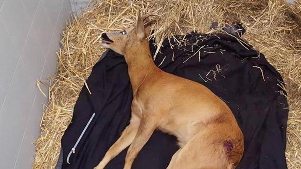 Capriolo viene investito a La Catena