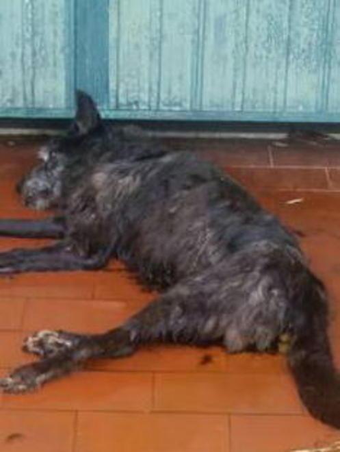 Rischia guai per il cane morto 