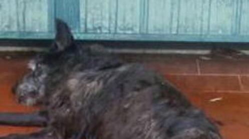 Rischia guai per il cane morto