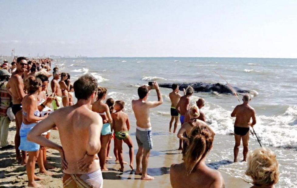 Carcassa di cetaceo va a spiaggiarsi sull’arenile pisano 