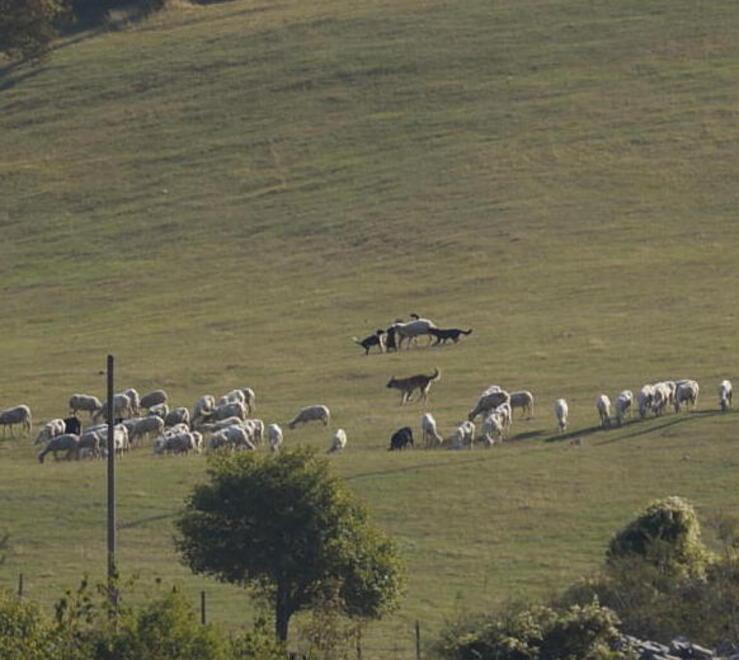 Un altro attacco al gregge «Dobbiamo lottare uniti» 