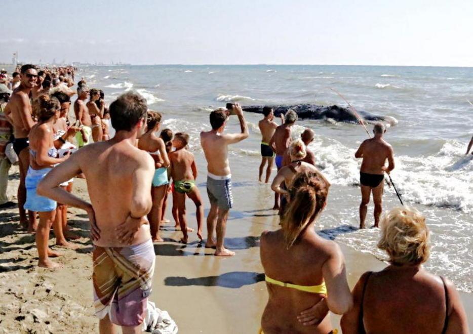 Balena spiaggiata al Calambrone 