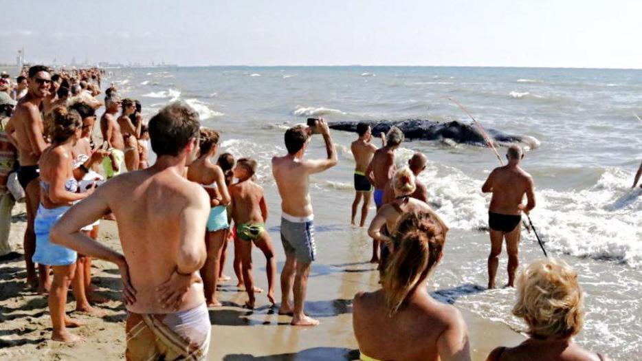 Balena spiaggiata al Calambrone