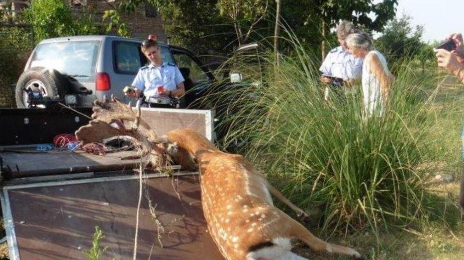 Soccorsi in ritardo Daino intrappolato muore a Botteghe