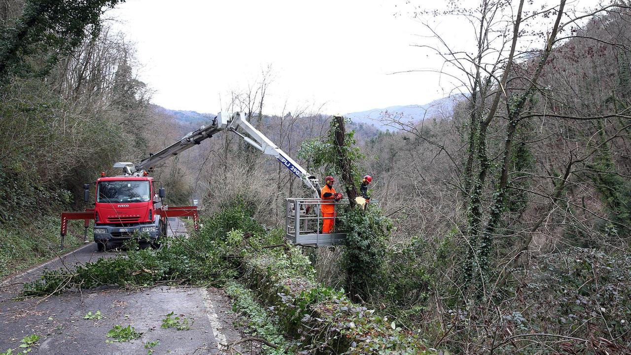 Vegetazione invade la carreggiata sulle strade della montagna pesciatina (foto Nucci)