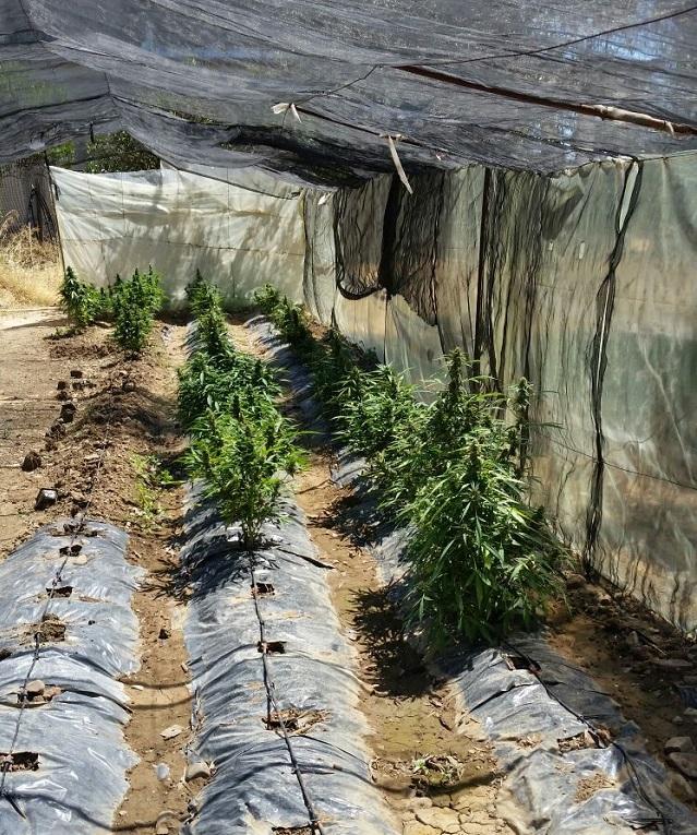 La piantagione di marijuana scoperta ad Assemini (foto Onnis)