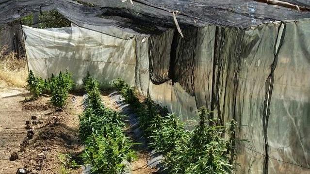 La piantagione di marijuana scoperta ad Assemini (foto Onnis)