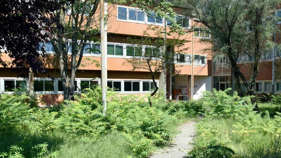 L’erba da tagliare al polo scolastico di via Sanzio (foto agenzia Carlo Sestini)