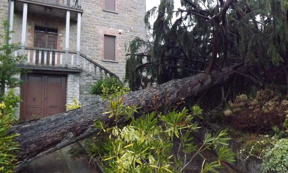 Alberi minacciano scuole: «Li abbatteremo tutti» 