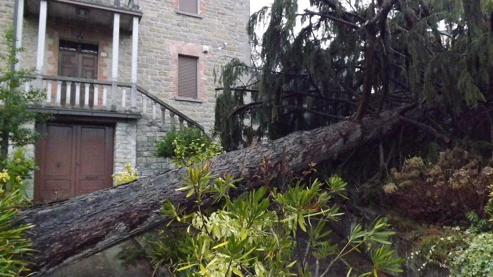 Alberi minacciano scuole: «Li abbatteremo tutti»