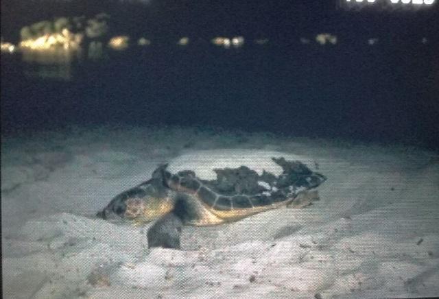 La tartaruga Caretta caretta nella spiaggia di Cala Pira a Castiadas (foto Alessandro Bulla)