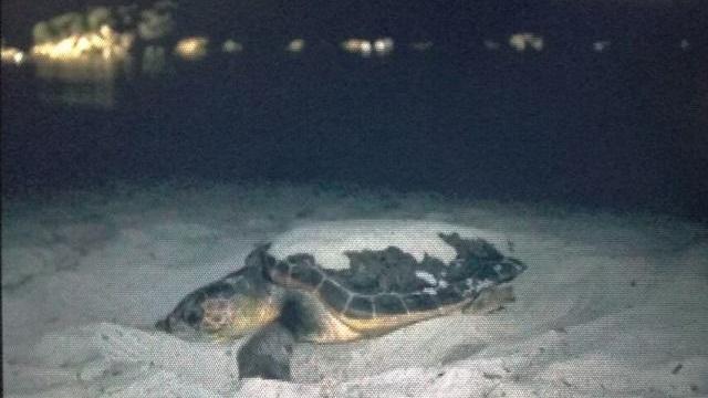 La tartaruga Caretta caretta nella spiaggia di Cala Pira a Castiadas (foto Alessandro Bulla)