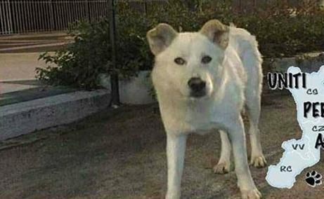 Il Cane Angelo seviziato a morte da quattro giovani sadici