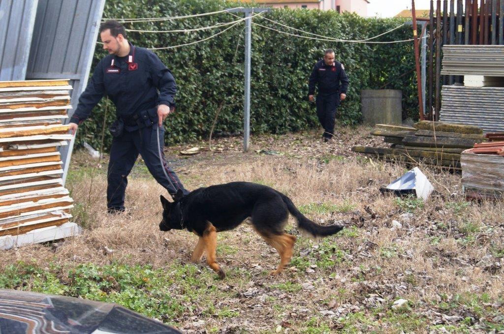 Carabinieri con i cani  nelle Cerbaie (foto d’archivio) 