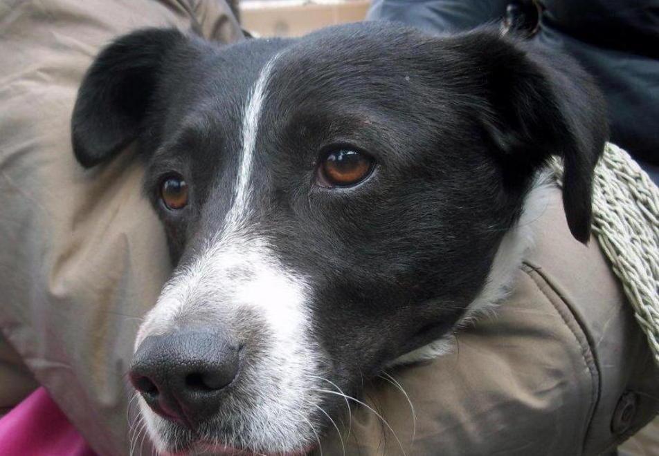Pronto soccorso animali, il 10 lo stop al servizio