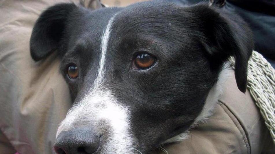 Pronto soccorso animali, il 10 lo stop al servizio