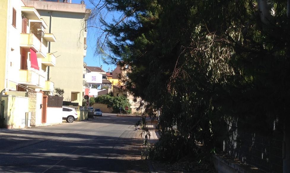 Un ramo caduto intralcia i pedoni