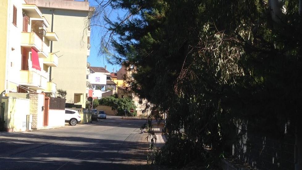 Un ramo caduto intralcia i pedoni