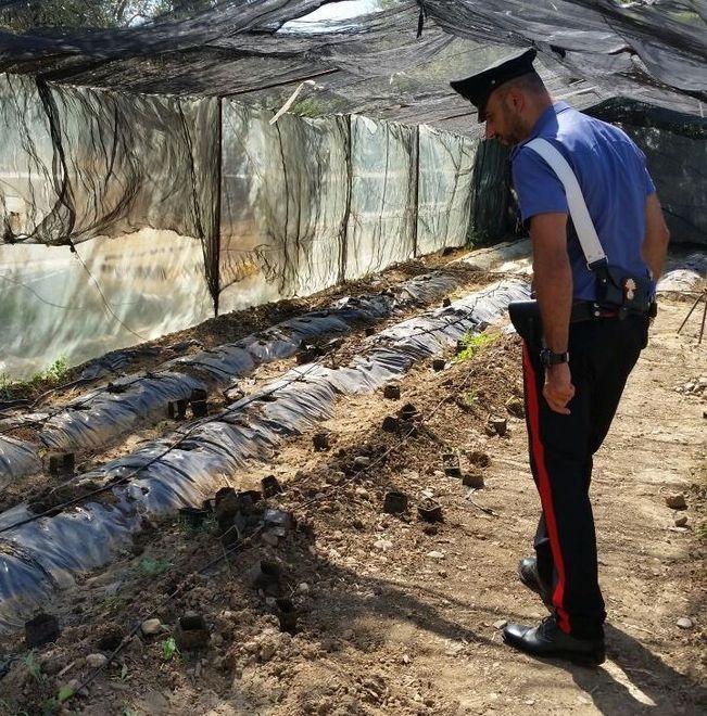 Coltivazione di marijuana, arrestata coppia di Assemini