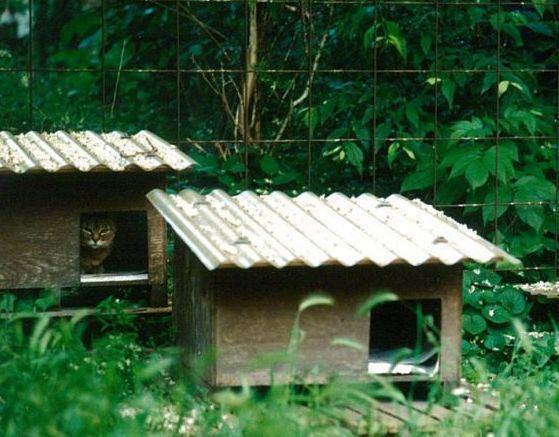 L’appello dei volontari «Colonie feline a rischio»