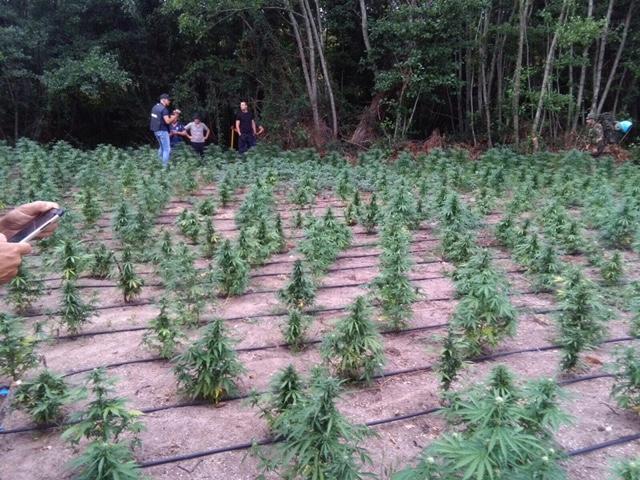 La piantagione di marijuana sequestrata nelle campagne di Monte Pino
