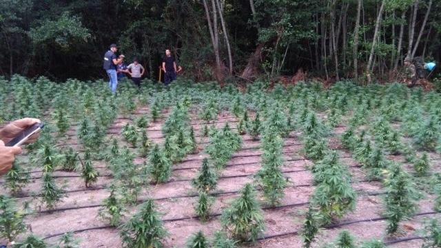La piantagione di marijuana sequestrata nelle campagne di Monte Pino