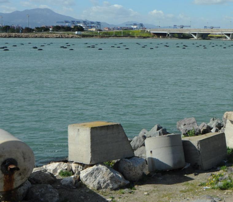 Cozze, sequestrato impianto abusivo