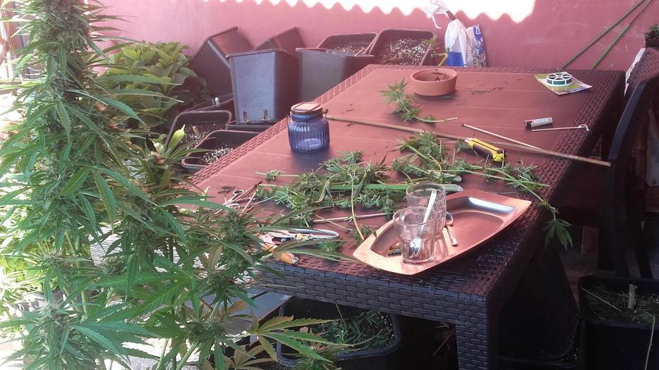 Piantagione di marijuana in casa: in due agli arresti