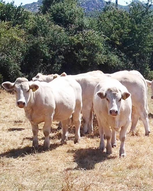 Inzaina: rilancio con i fondi regionali per gli allevamenti