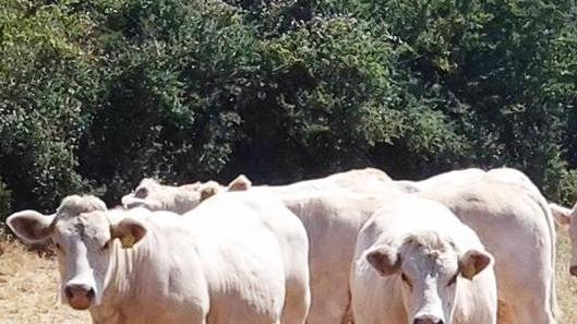 Inzaina: rilancio con i fondi regionali per gli allevamenti