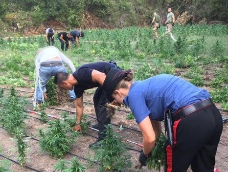 Sequestrata maxi piantagione di droga 