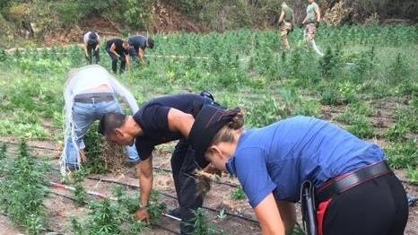 Sequestrata maxi piantagione di droga