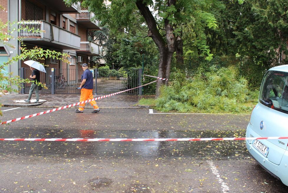 Vento fortissimo e un albero si abbatte su viale Guido Fassi