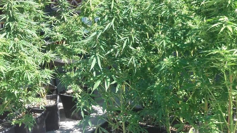 Un mare di marijuana: «Così ci curiamo»