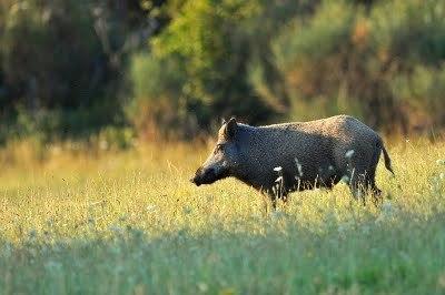 Contadino assediato da dieci cinghiali: paura a Gragnola 