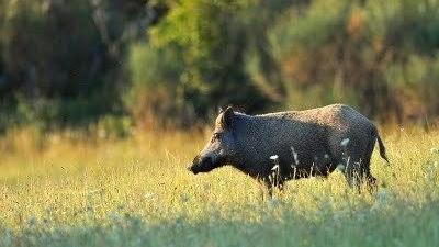 Contadino assediato da dieci cinghiali: paura a Gragnola