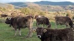 Coldiretti: benessere animale, il bando è a vantaggio di pochi