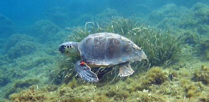 Stintino, il sindaco in difesa dei cetacei: no a indagini marine 