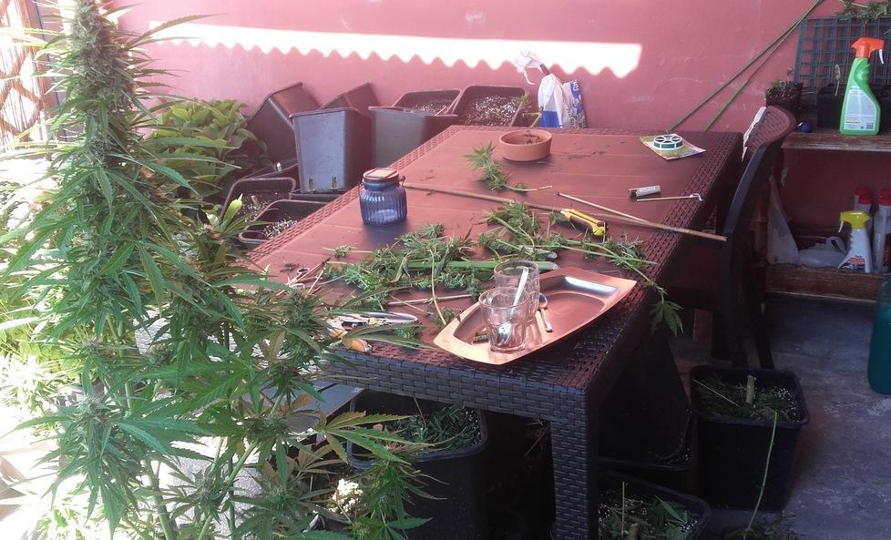 Trovata troppa marijuana il giudice divide la coppia 